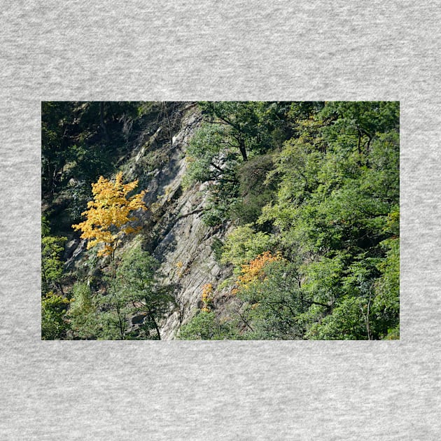 Bodetal, rock, cliff, cliff, Thale, Harz, Germany, autumn by Kruegerfoto